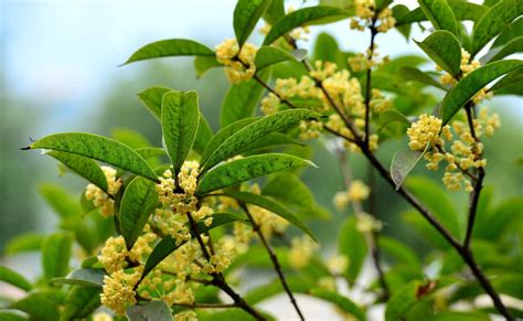 家種桂花|【種桂花】桂花種植不藏私！從新手到達人，在家就能。